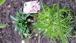 20170517_203220.jpg