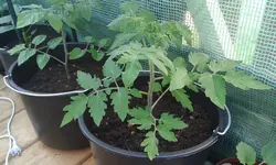 tomate17.5..webp