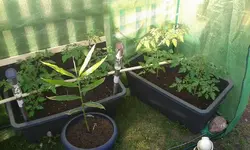 tomaten17.5..jpg