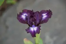Larrikin.webp