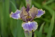 Overcast.webp