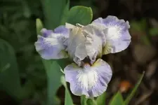 Real Roquette.JPG