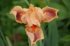 Triplet (falsch).webp