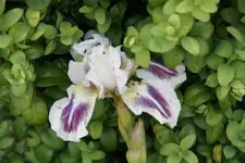 White Lady.webp