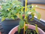 chili 2017 18.05.-cayenne-01.jpg