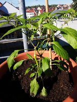 chili 2017 18.05.-lombardo01.jpg
