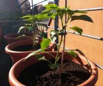 chili 2017 18.05.-spitz01.jpg