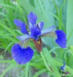 P1040895 iris scal.webp