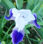 P1040899 be scal iris.jpg