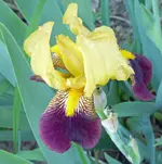 P1040900 irisb.webp