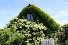 kletterhortensie-haus.jpg