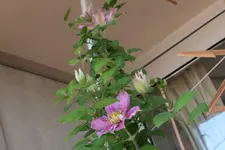 B84.webp