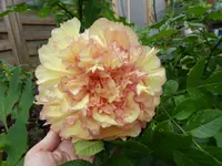 P1020236.webp