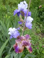 P1020174.webp