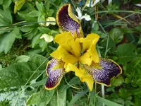 P1020185.webp