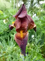 P1020208.webp