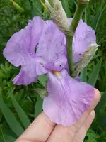 P1020221.webp