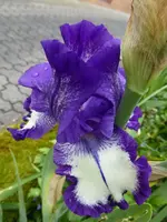 P1020250.webp