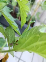 IMG_20170518_193633.webp