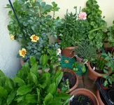 P1040915 erste Blüten Balkon.webp
