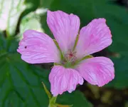 P1040902 geranium scal.webp