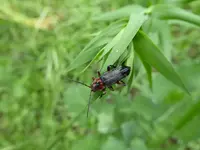 P1020217.webp