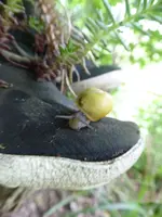 P1020261.webp