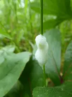 P1020318.webp