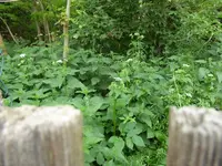 P1020275.webp