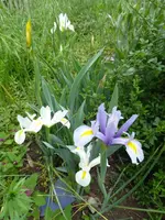 P1020215.webp