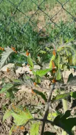 unbekannt_20170518.webp