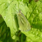 Schmetterling 01 Aurora.jpg