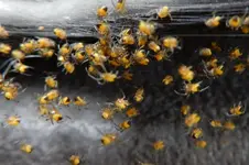 DSCN4351.webp