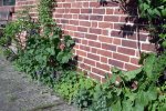 IMGP0591.JPG