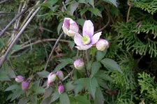 IMGP0593.webp