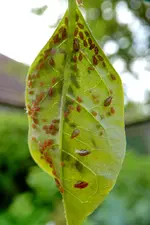 DSCN4361.webp