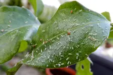 DSCN4362.webp