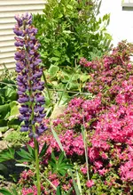 Lupine.webp