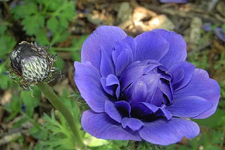 Anemone v.jpg