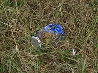 blauIMG_4662bt (2) v.JPG