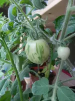 P5180391.webp P5180391.webp