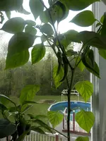 P5180394.webp P5180394.webp