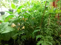 P5180395.webp P5180395.webp