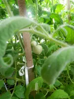 P5180396.webp P5180396.webp