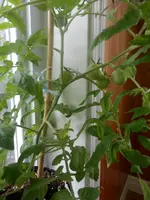 P5180397.webp P5180397.webp