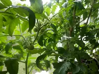 P5180398.webp P5180398.webp