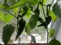 P5180401.webp P5180401.webp