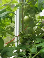 P5180402.webp P5180402.webp