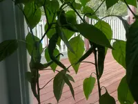 P5180404.webp P5180404.webp