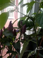 P5180405.webp P5180405.webp